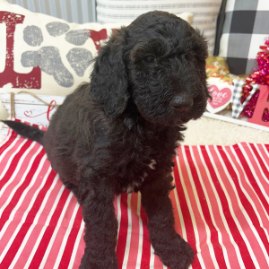 Goldendoodle Puppy Bennett