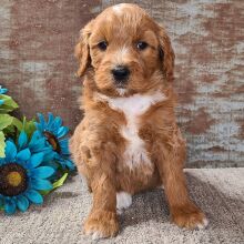 Goldendoodle Puppy Comet