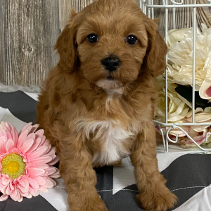 Cavapoo Puppy Jadett