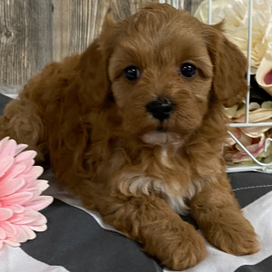 Cavapoo Puppy Jadett