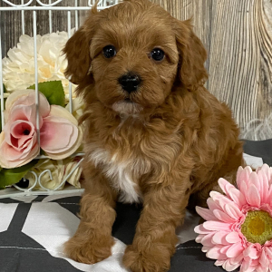 Cavapoo Puppy Jadett