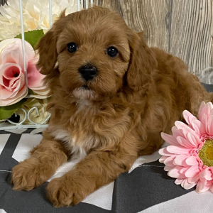 Cavapoo Puppy Jadett