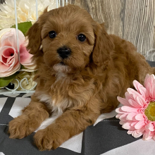 Cavapoo Puppy Jadett