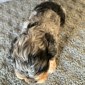 Cavapoo Puppy Brooke