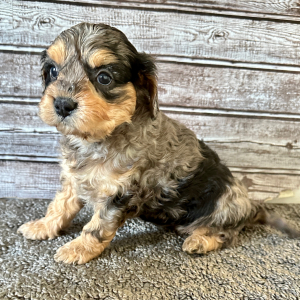 Cavapoo Puppy Brooke