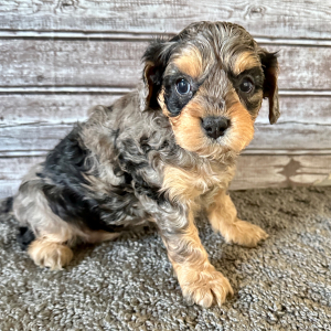 Cavapoo Puppy Brooke
