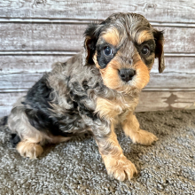 Cavapoo Puppy Brooke