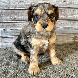 Cavapoo Puppy Brooke