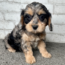 Cavapoo Puppy Brooke
