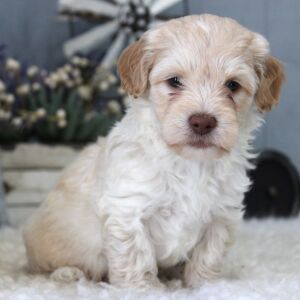 Aussiedoodle Puppy Milo