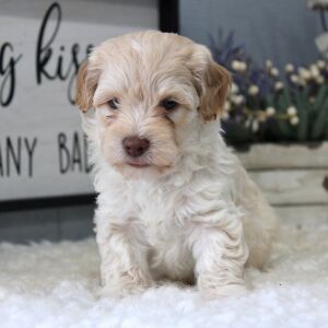 Aussiedoodle Puppy Milo