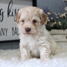 Aussiedoodle Puppy Milo