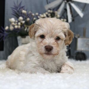 Aussiedoodle Puppy Milo