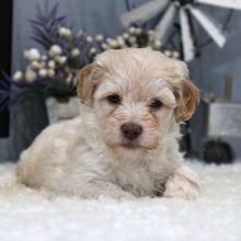Aussiedoodle Puppy Milo