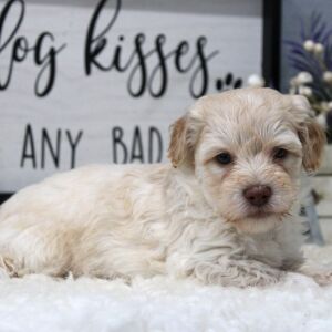Aussiedoodle Puppy Milo