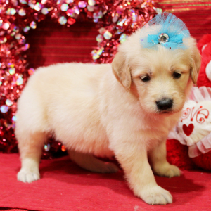 Goldendoodle Puppy Mabel