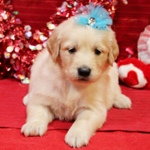 Goldendoodle Puppy Mabel