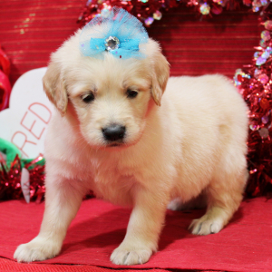 Goldendoodle Puppy Mabel