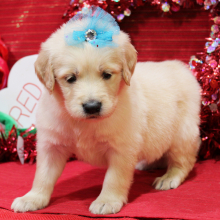 Goldendoodle Puppy Mabel