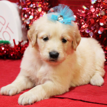 Goldendoodle Puppy Mabel