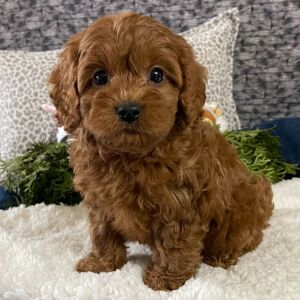 Cavapoo Puppy Keith