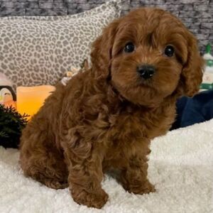 Cavapoo Puppy Keith