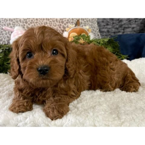 Cavapoo Puppy Keith