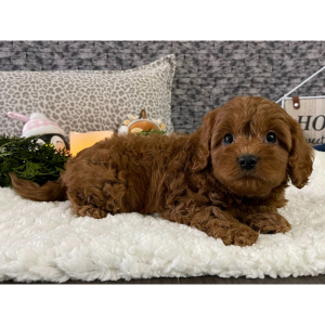 Cavapoo Puppy Keith