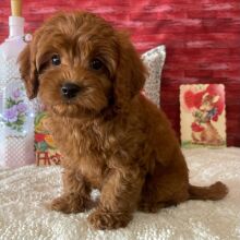 Cavapoo Puppy Keith