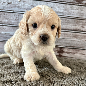 Cavapoo Puppy Ben