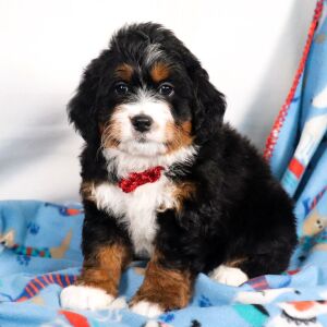 Bernedoodle Puppy August