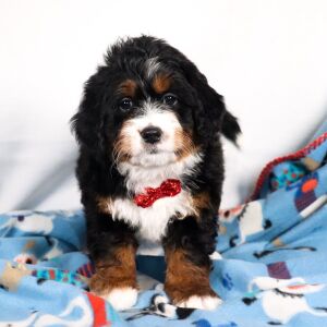 Bernedoodle Puppy August