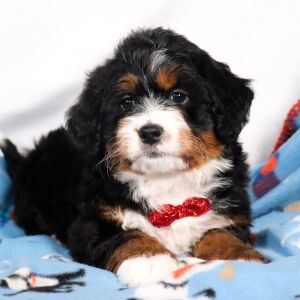 Bernedoodle Puppy August