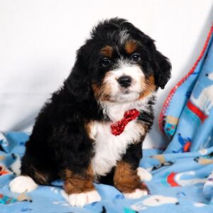 Bernedoodle Puppy August