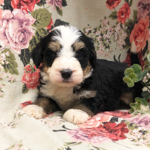 Bernedoodle Puppy Kattie