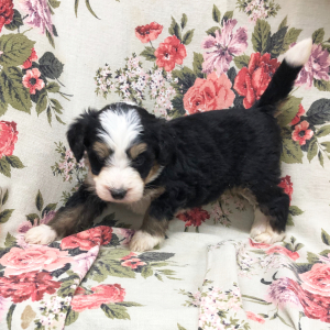 Bernedoodle Puppy Kattie
