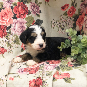 Bernedoodle Puppy Kattie