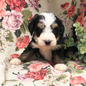 Bernedoodle Puppy Kattie