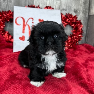 Shih Tzu Puppy Madeline