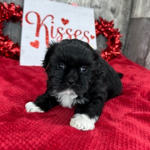 Shih Tzu Puppy Madeline