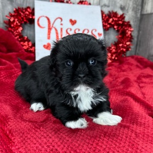 Shih Tzu Puppy Madeline