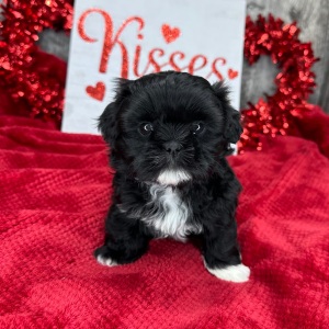 Shih Tzu Puppy Myrtle
