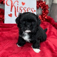 Shih Tzu Puppy Myrtle