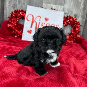 Shih Tzu Puppy Myrtle