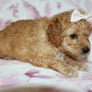 Poodle Puppy Avon