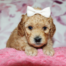 Poodle Puppy Avon