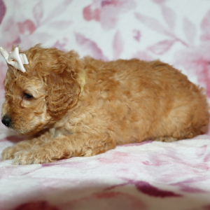 Poodle Puppy Avon