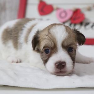 Havanese Puppy Paco