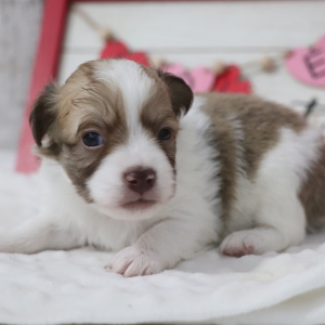Havanese Puppy Paco