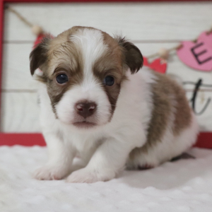 Havanese Puppy Paco
